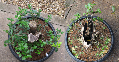 privet bonsai